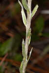 Carolina silkgrass